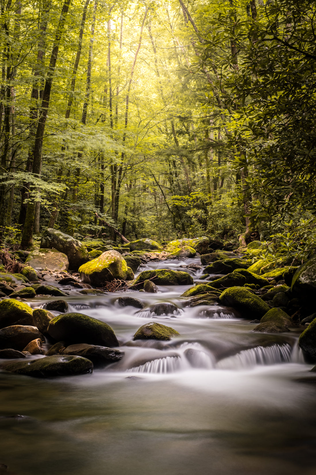 Forêt paisible et rivière pour représenter les sons relaxants